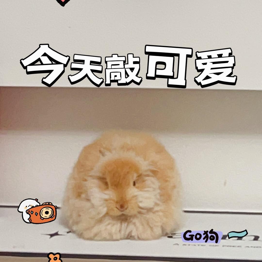 小兔❤️卷卷