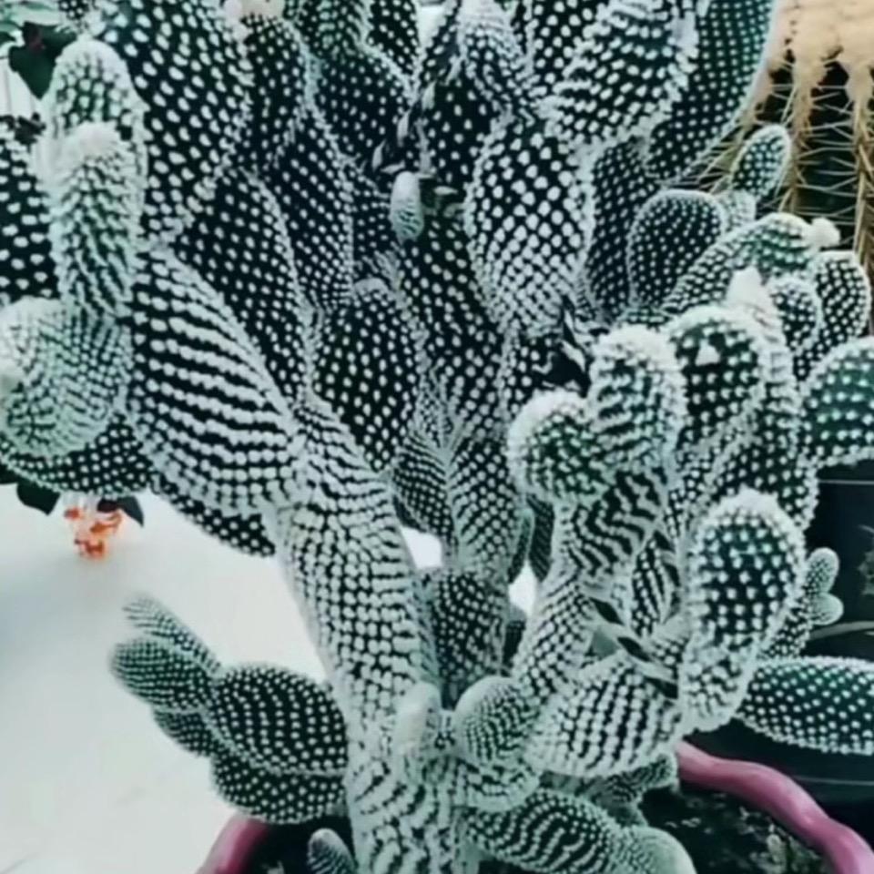 诚信*森504