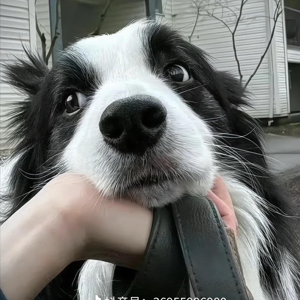 叁