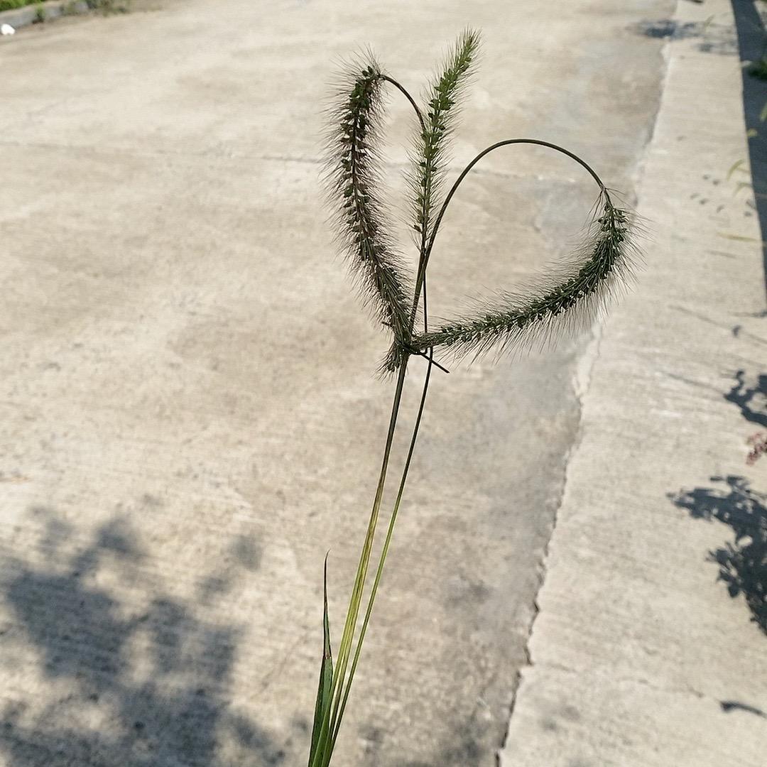 阿莉