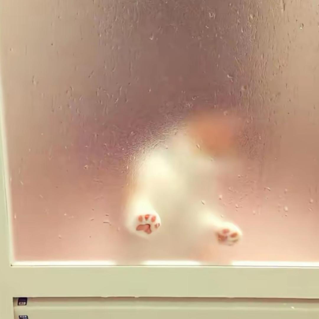 升酱（复出版