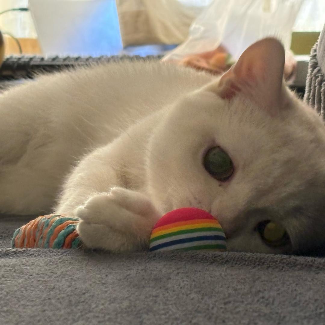 冰棍是只香香猫儿