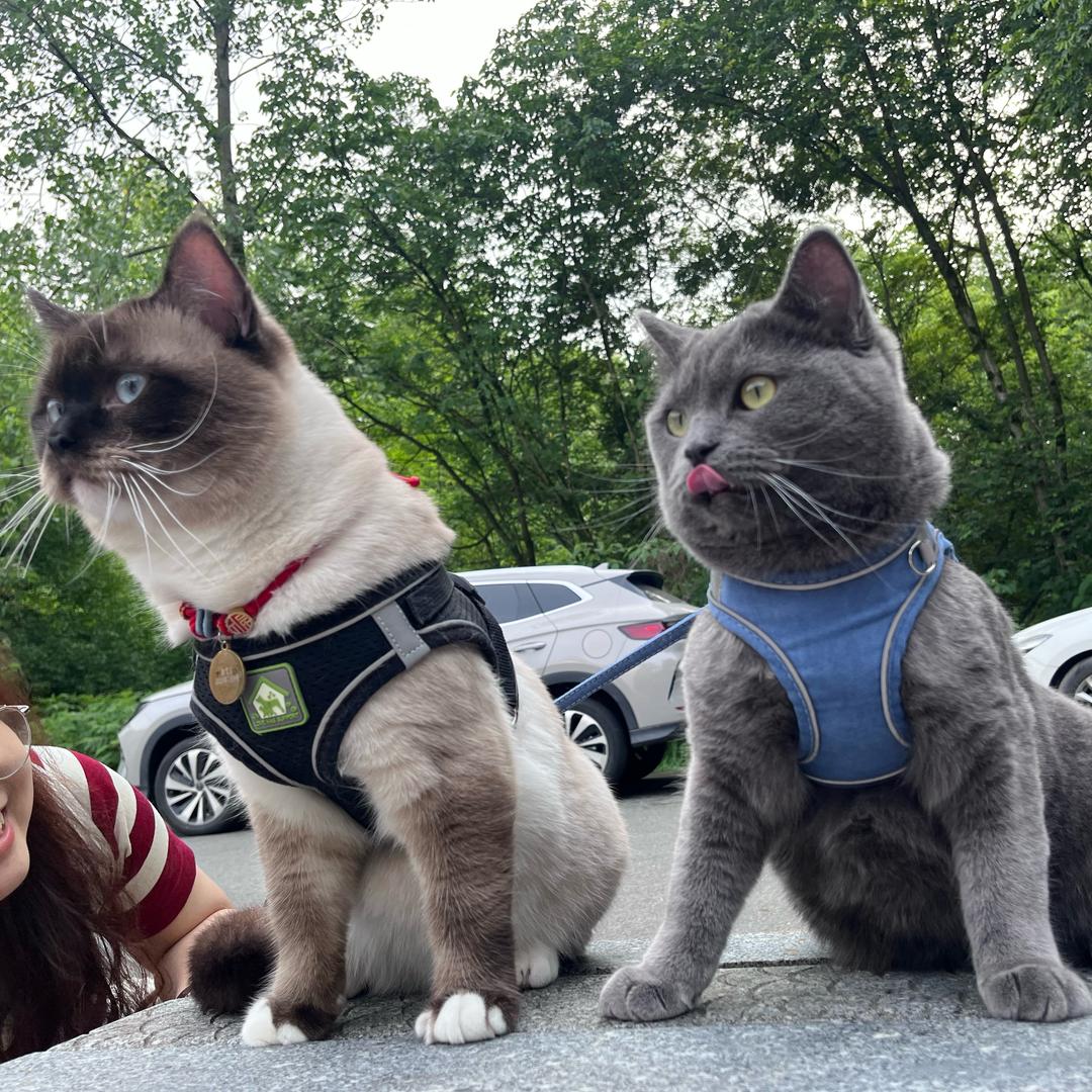 蓝精灵&胖虎虎（见过易烊千玺版）