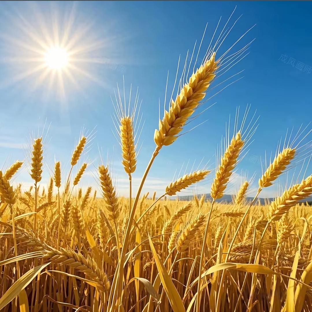 麦子熟了🌾