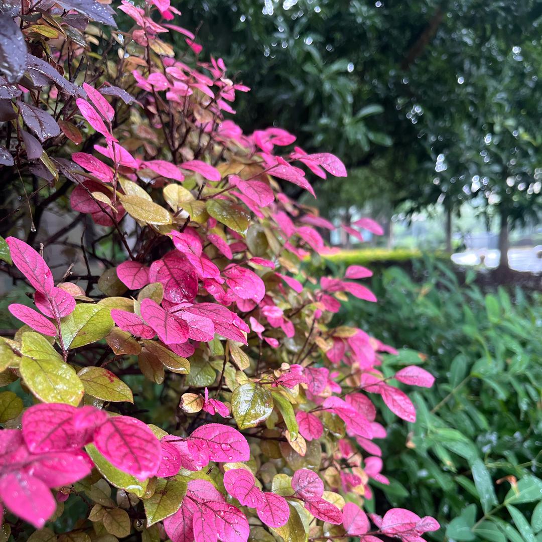 李烟雨
