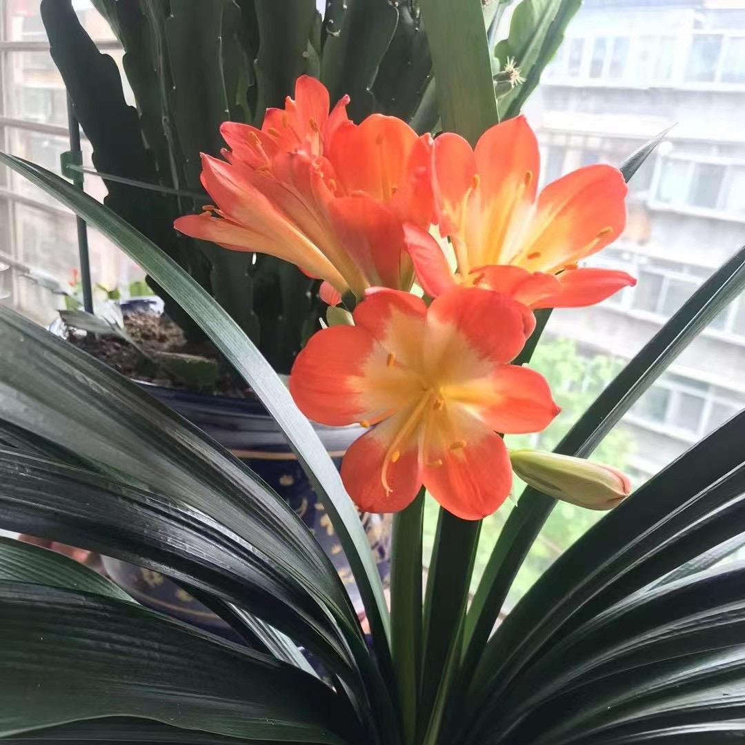 向阳而生