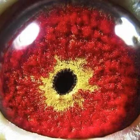 宇翔职业团队。