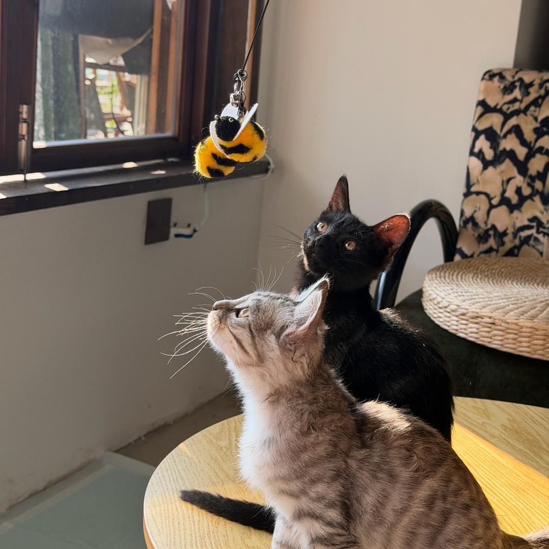 风铃猫狗日记
