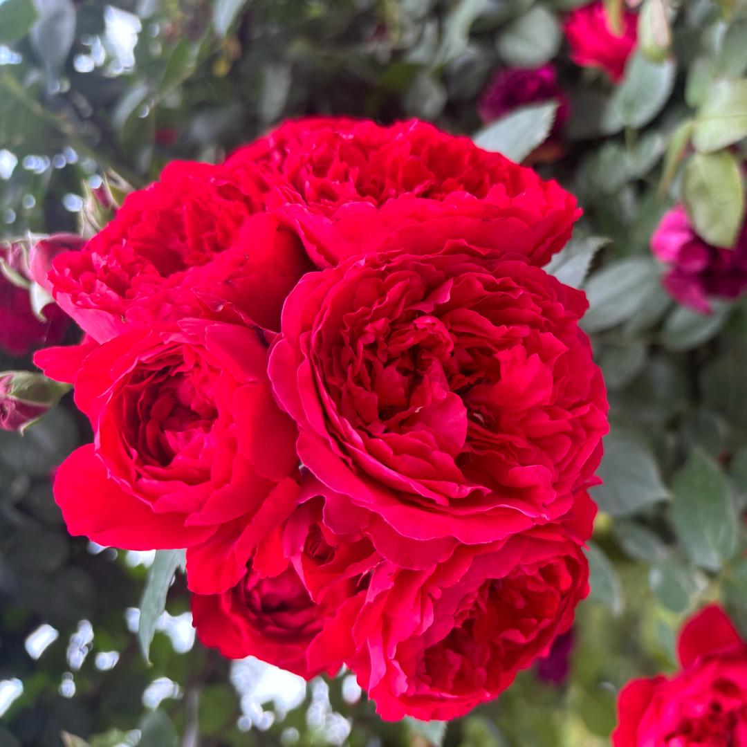 小胡妹💐