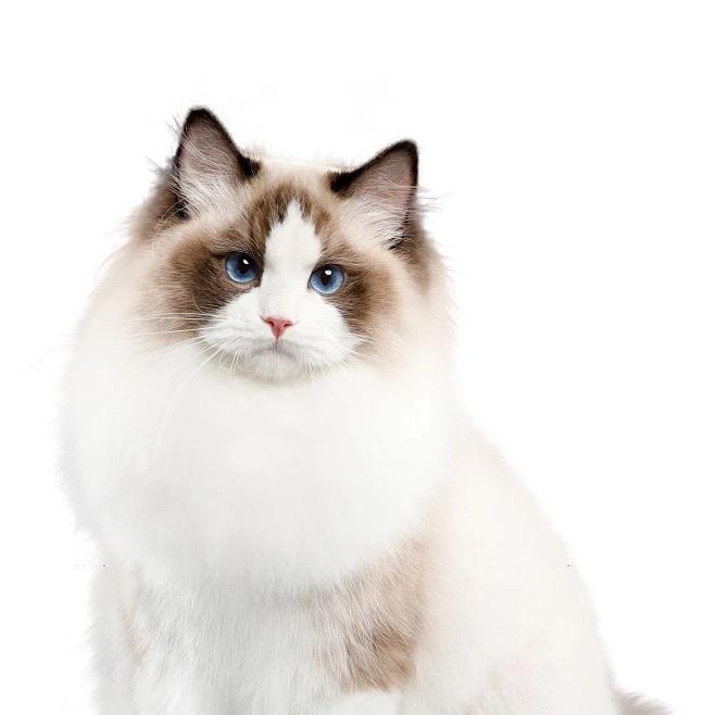 萌宠繁育基地 领猫咪