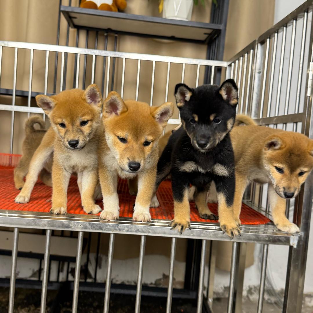 萌犬小柴