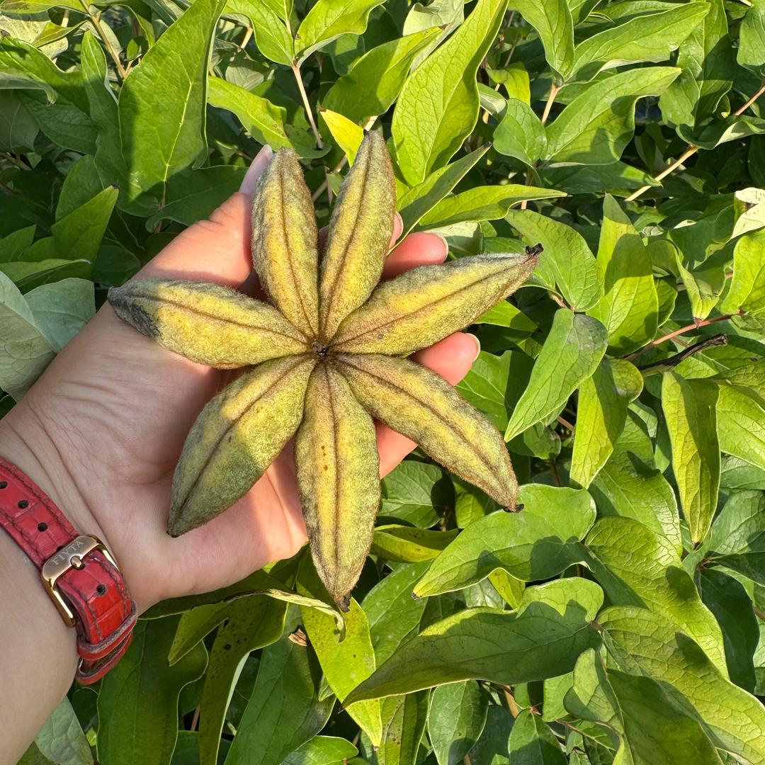 以后呢