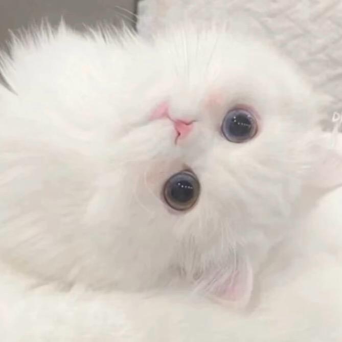 Tsuki💫