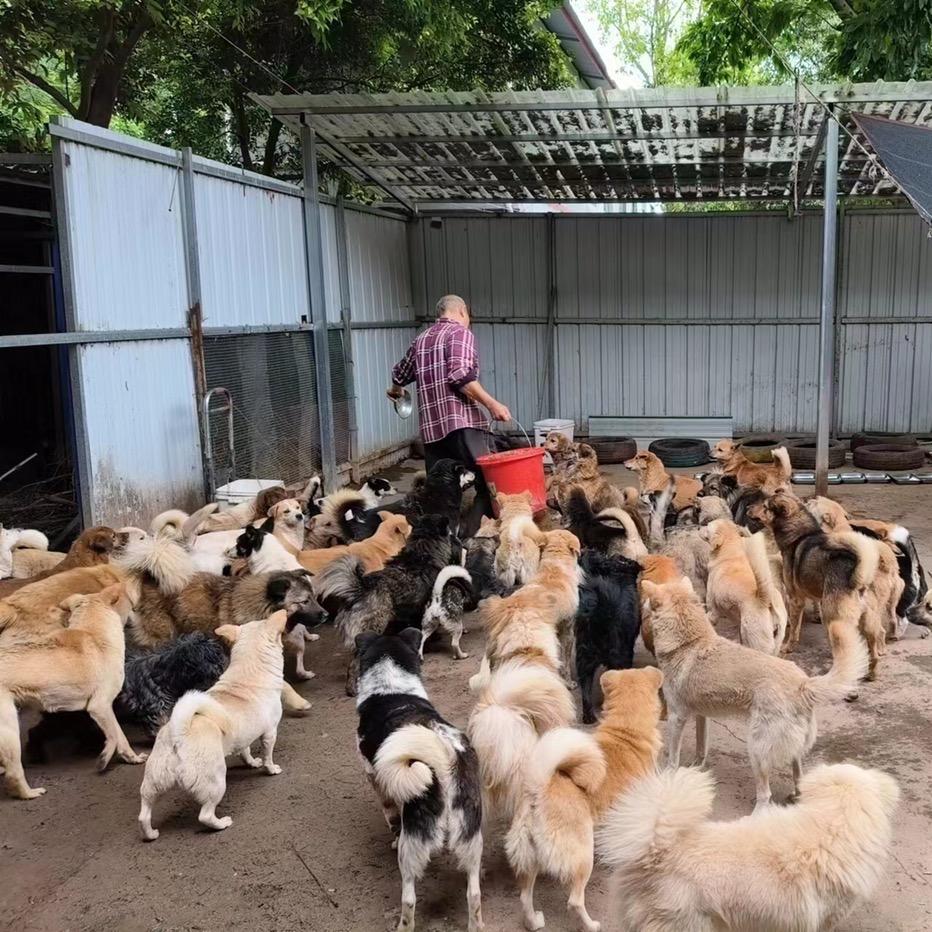 射洪❤️市流浪猫狗菩提园护生基地