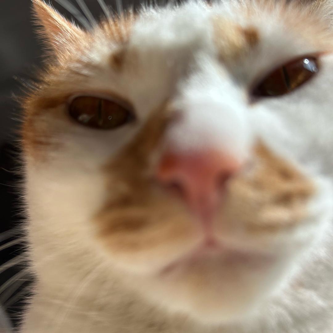 橘猫怎么那么能吃