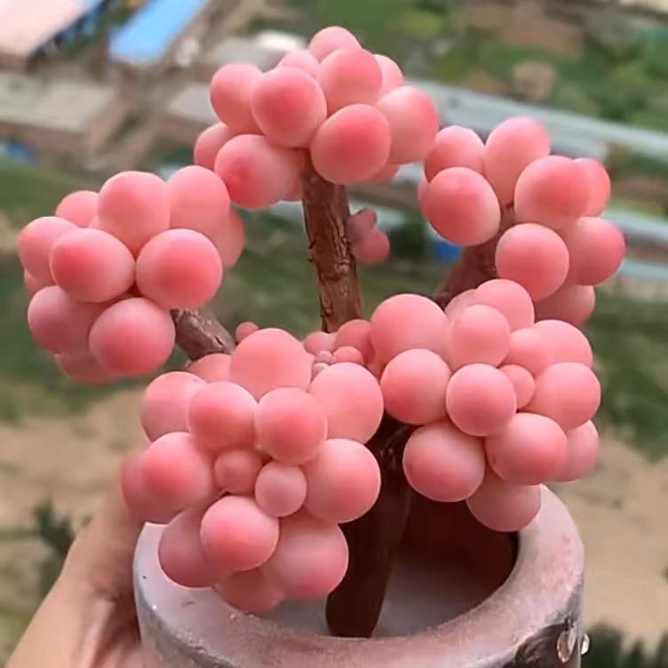 山东美朵园多肉🌺基地号