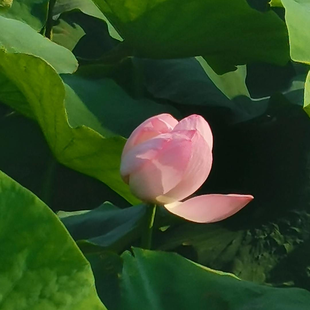 锦晨在努力