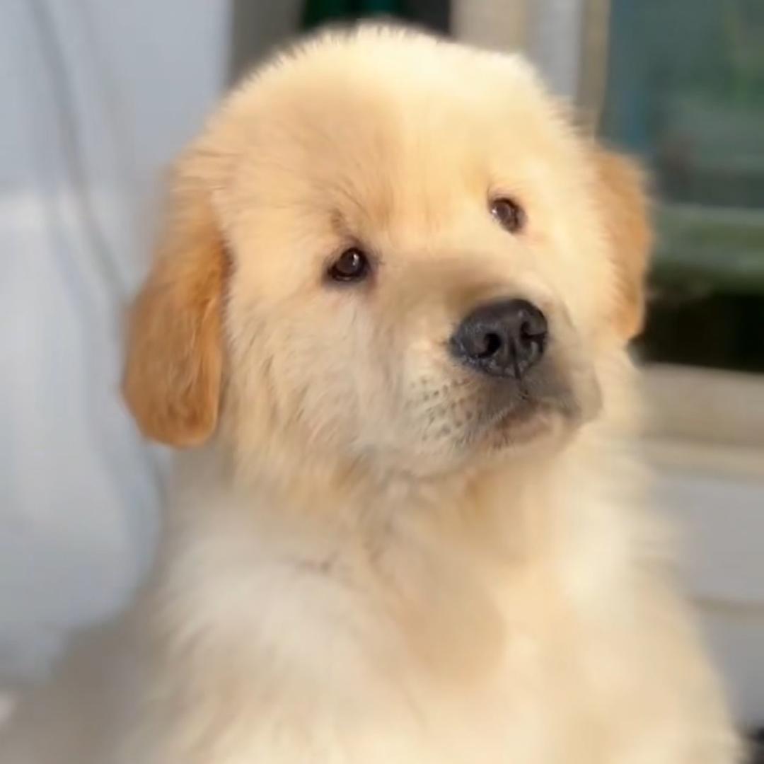 辉煌金毛直播号