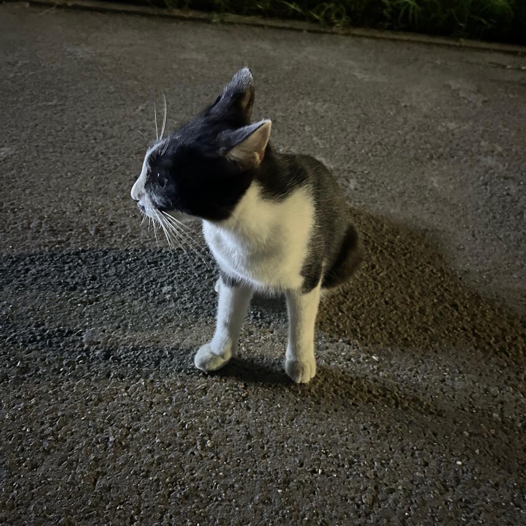 丘比特别Shy