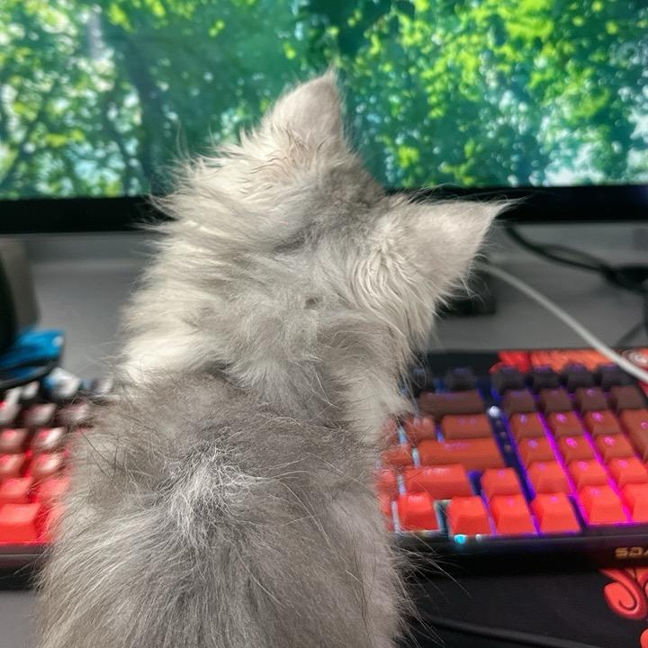 猫咪的奇幻漂流