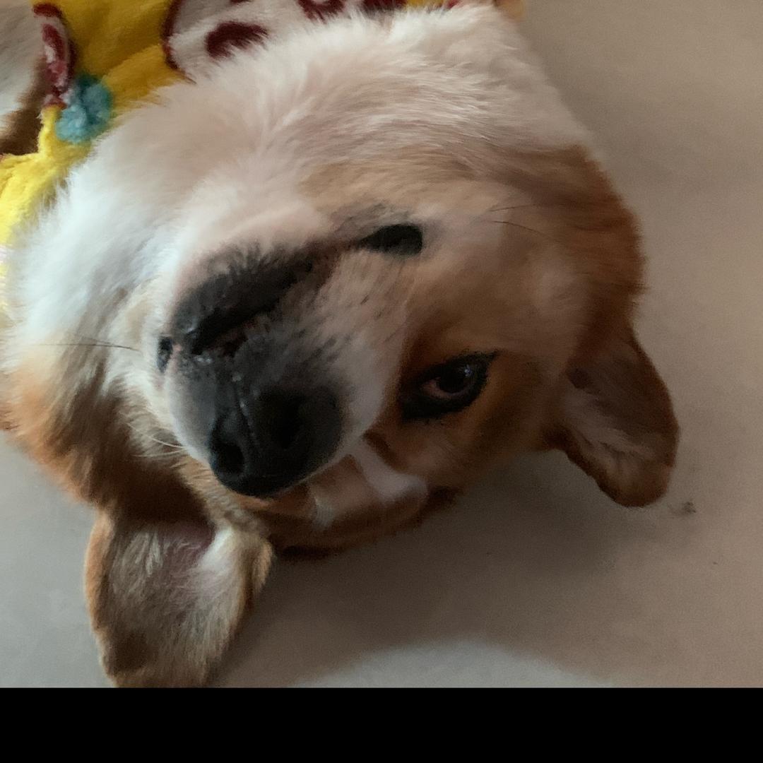 我有一条鱼和一只狗