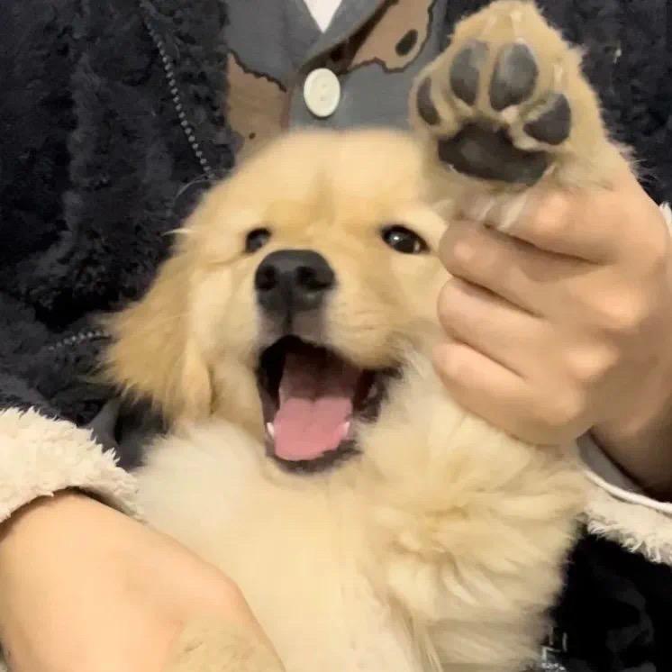 开封小胖说好房