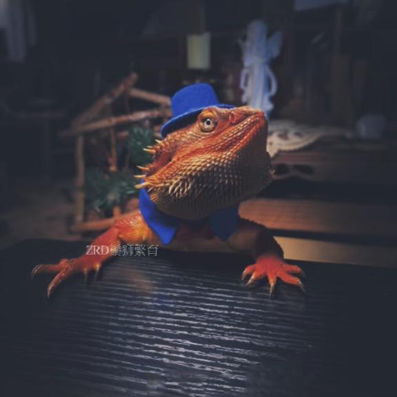 ZRD鬃狮繁育