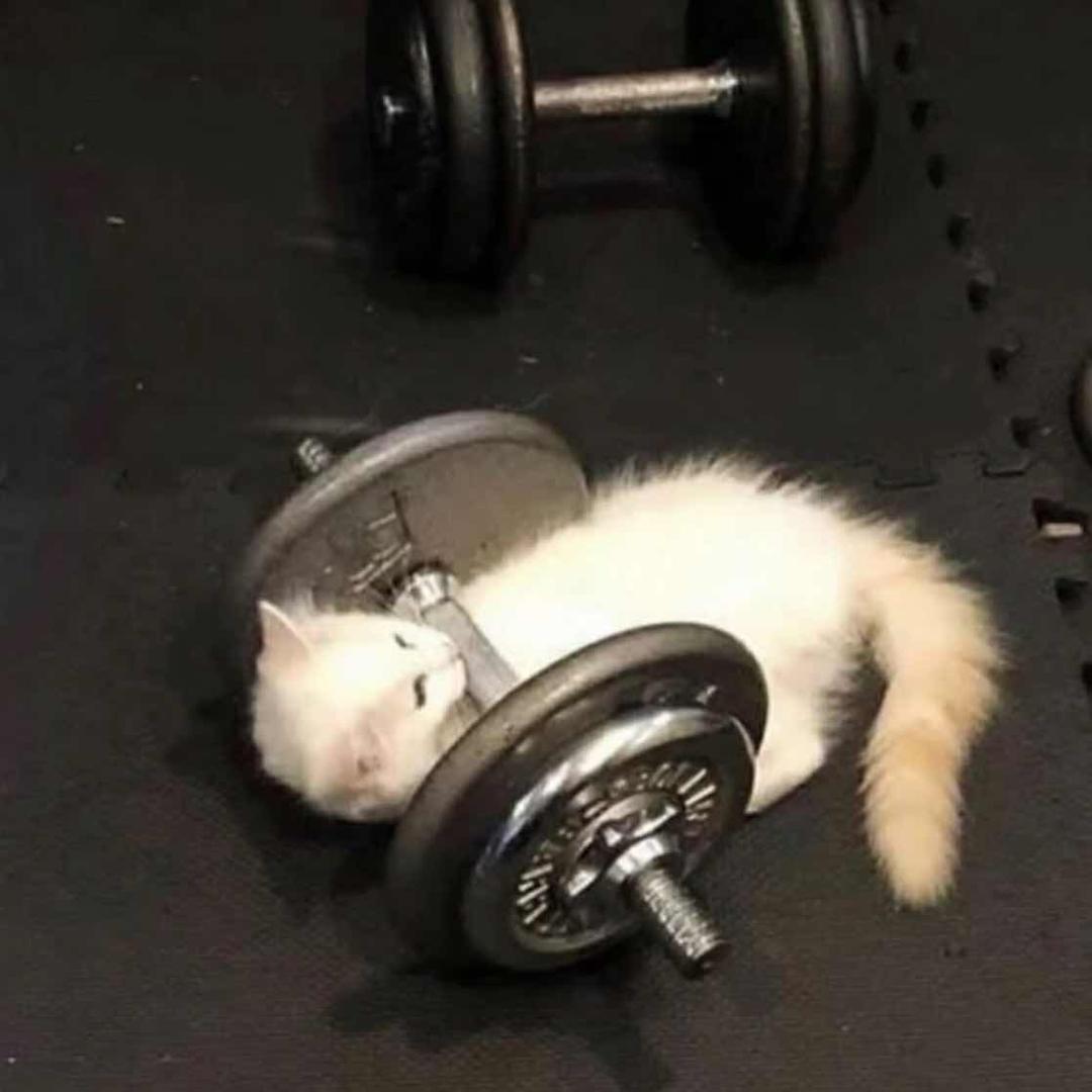 𓆡 𓂂𓈒𓏸𓂂