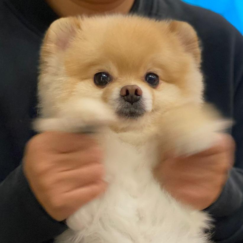 阿尼家的博博基