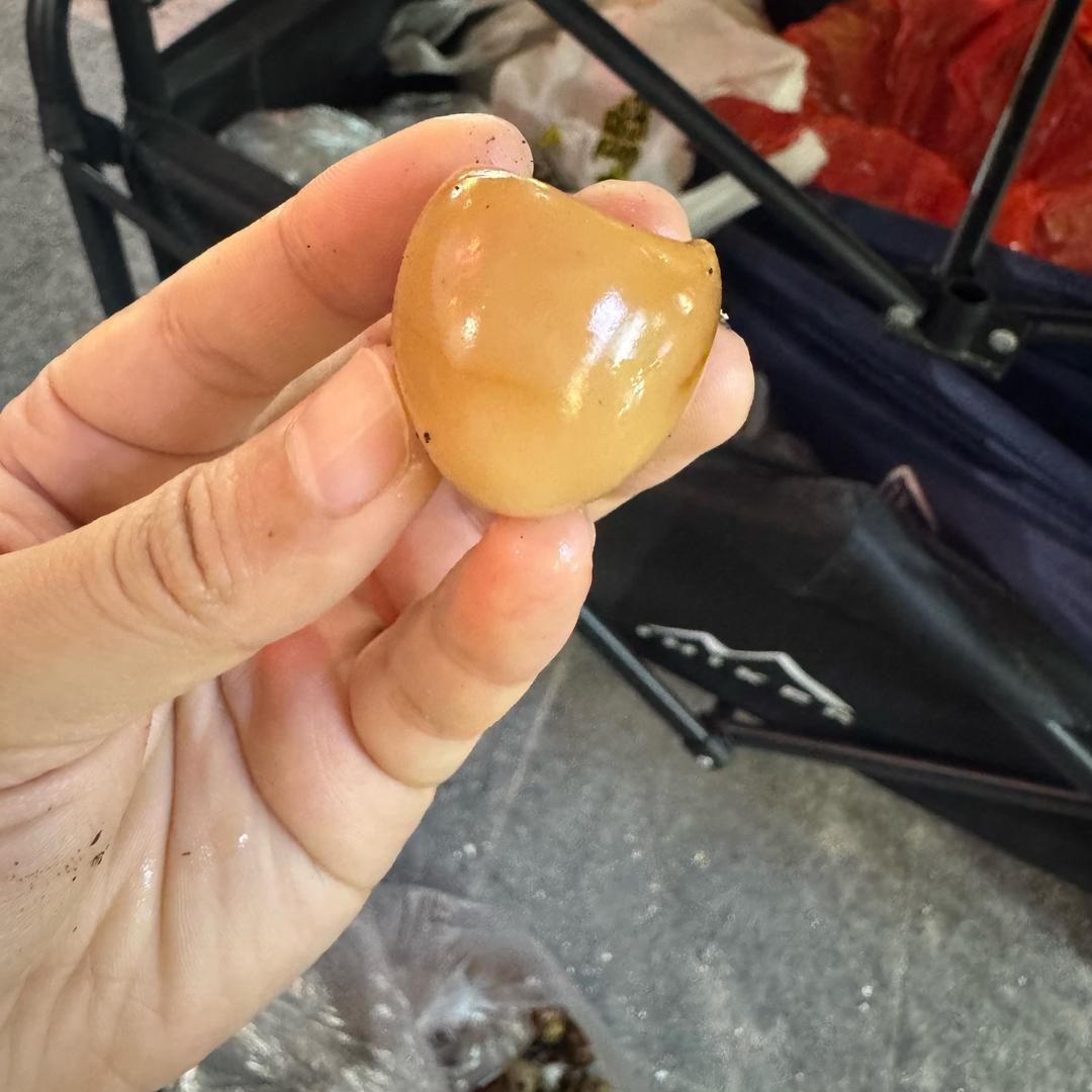 卖小鸟🐦蛋🥚的小杨