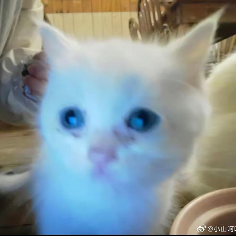猫大帅