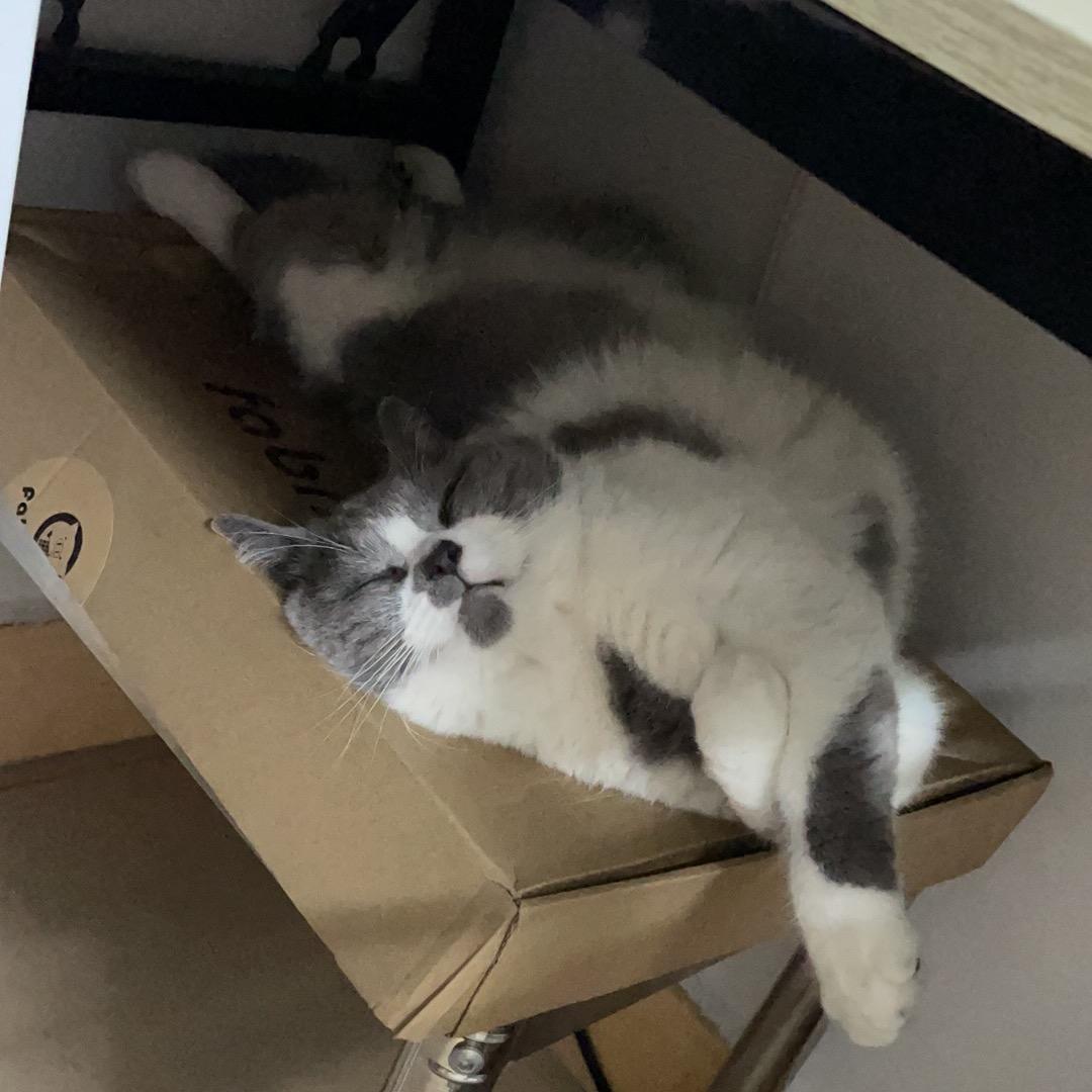 剁椒鱼头
