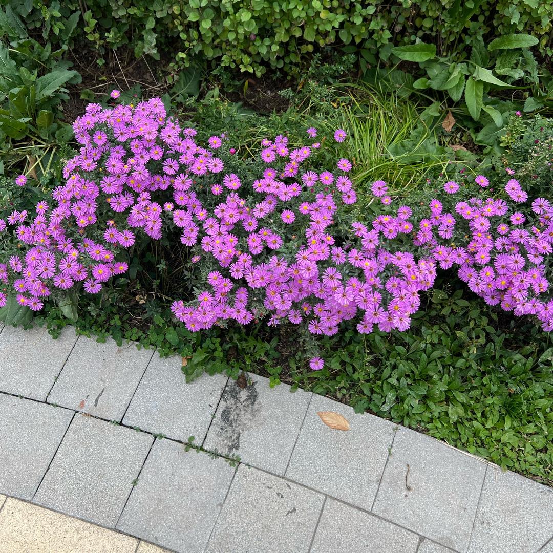 玫瑰潮童穿搭（现货号）