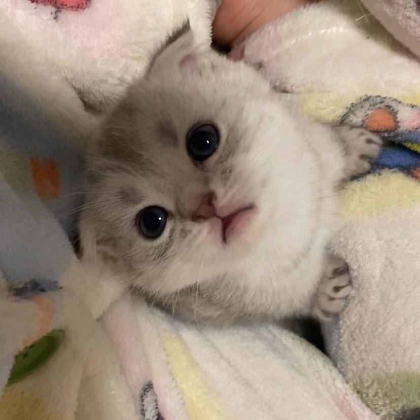 柚子抽抽