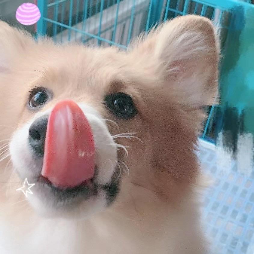 捕捉一枚歪头杀囡囡🌸柯基