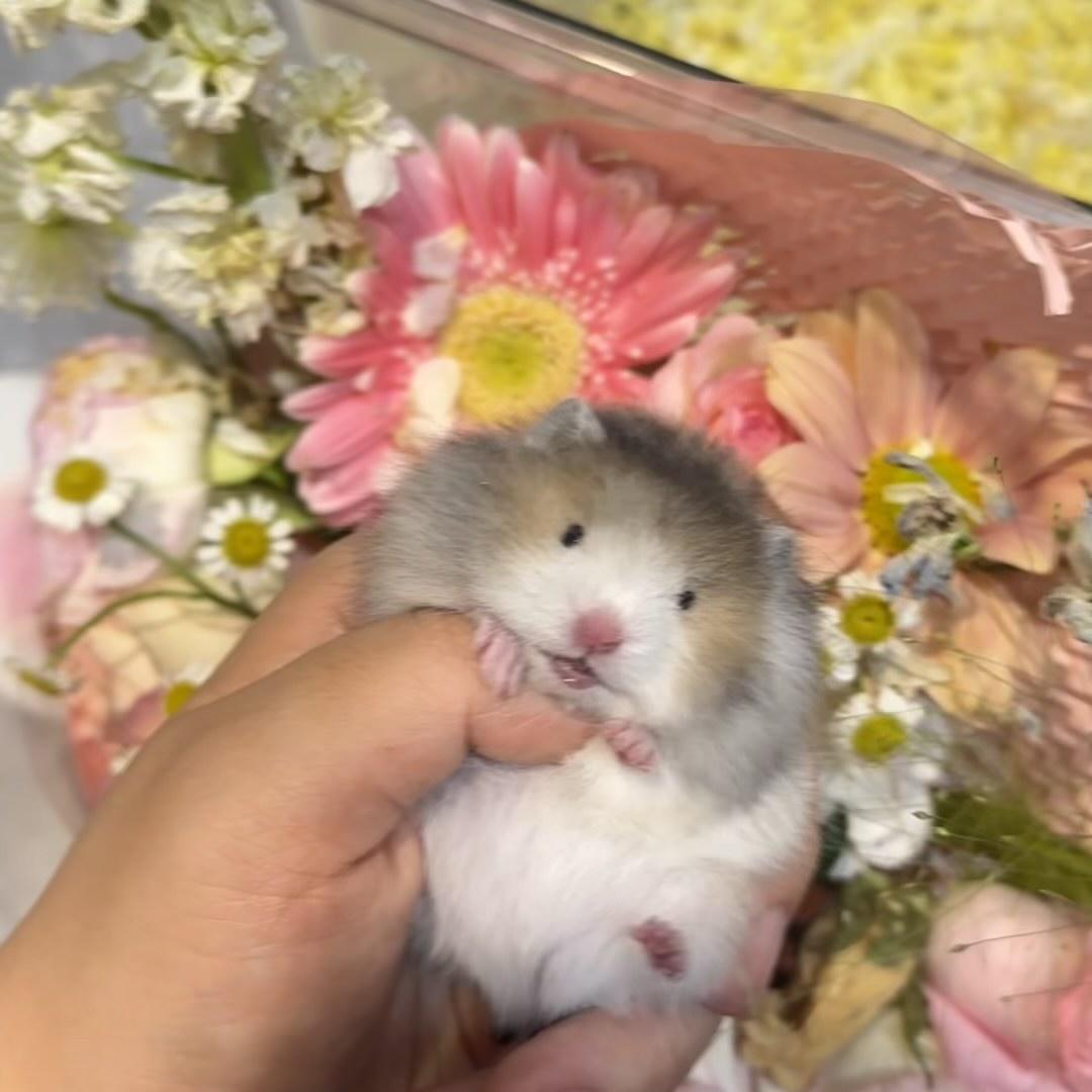 择养熊舍-mm的熊