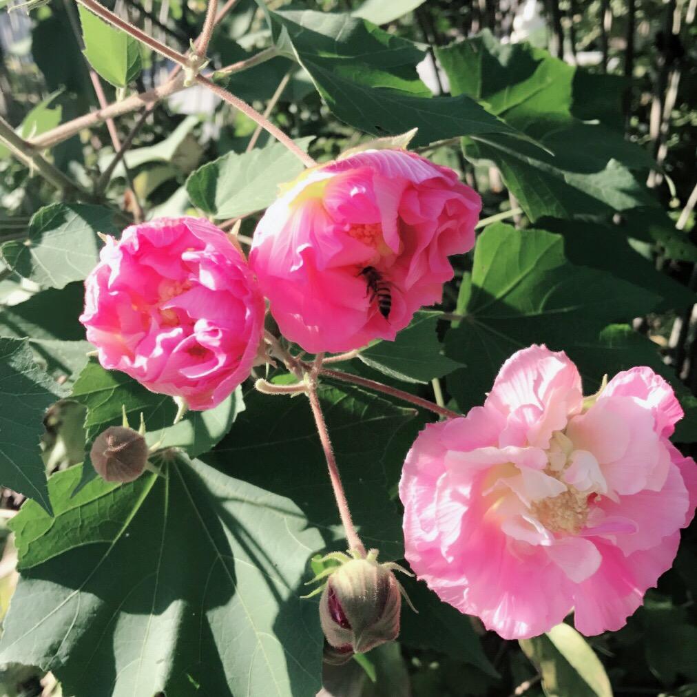 我心依旧