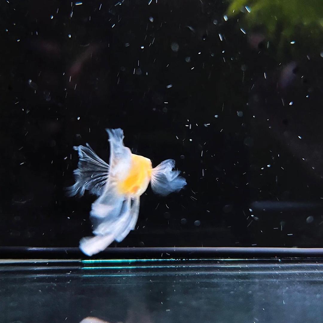 重生之我在郓城养绣球