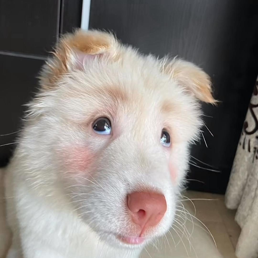 泪水打湿了猪脚饭