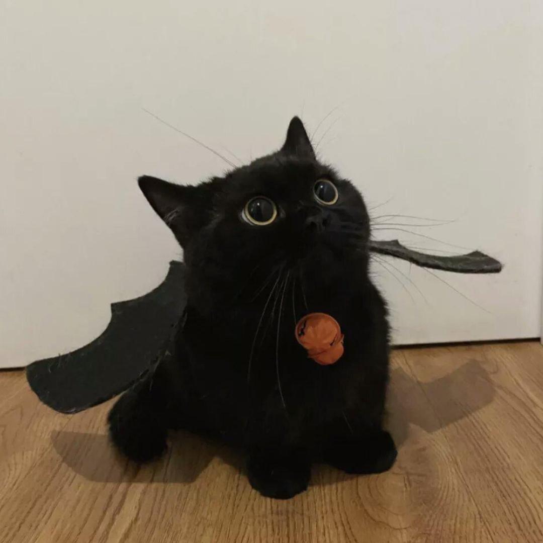 大笨猪