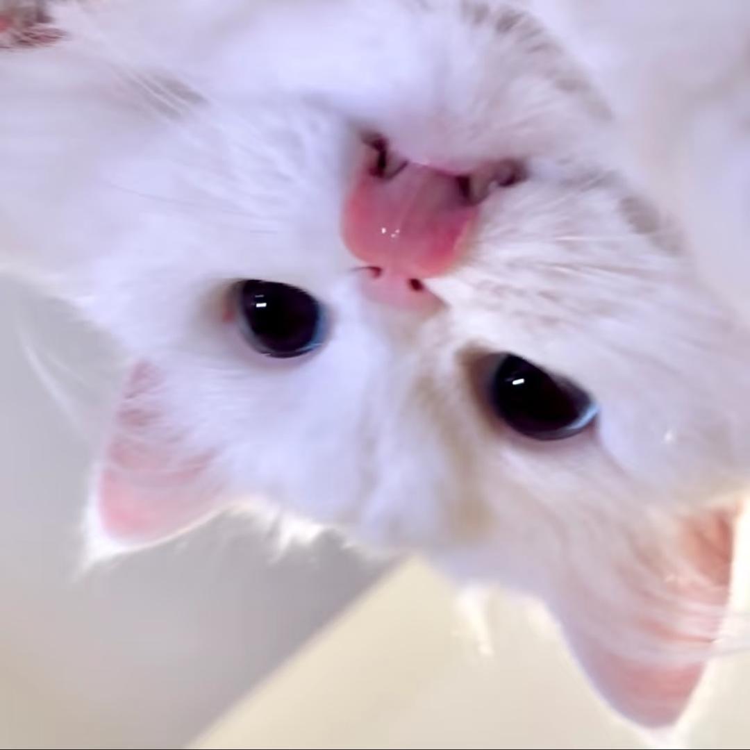 _zhen珍