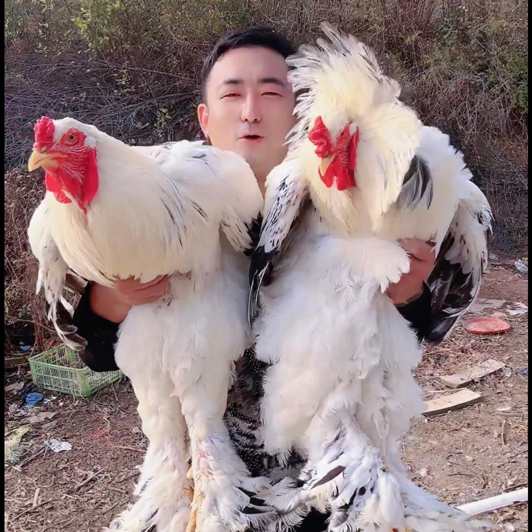 孙有才记录我的养鸡生活
