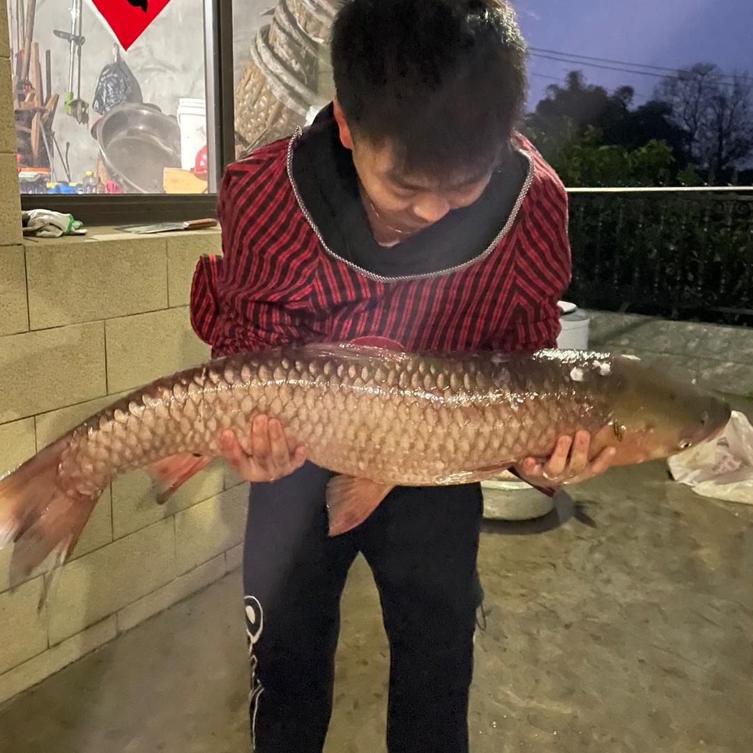 邹老大鱼苗养殖