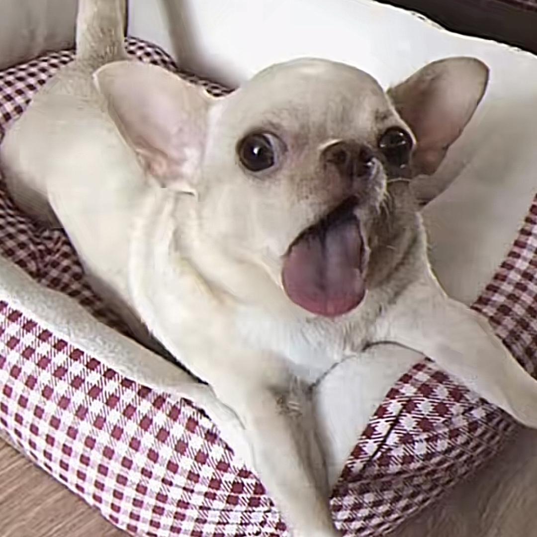 胖胖鱼ʸ