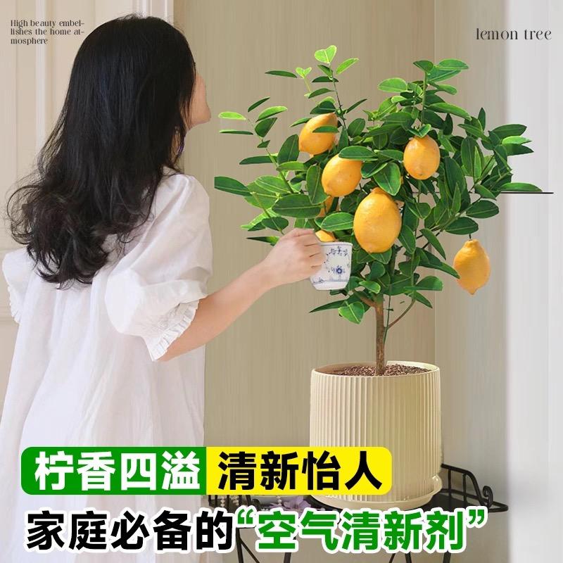 鹏程万里6