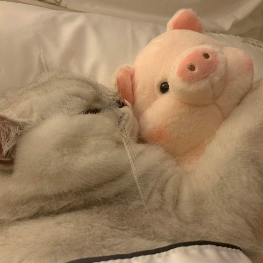 amy的猪