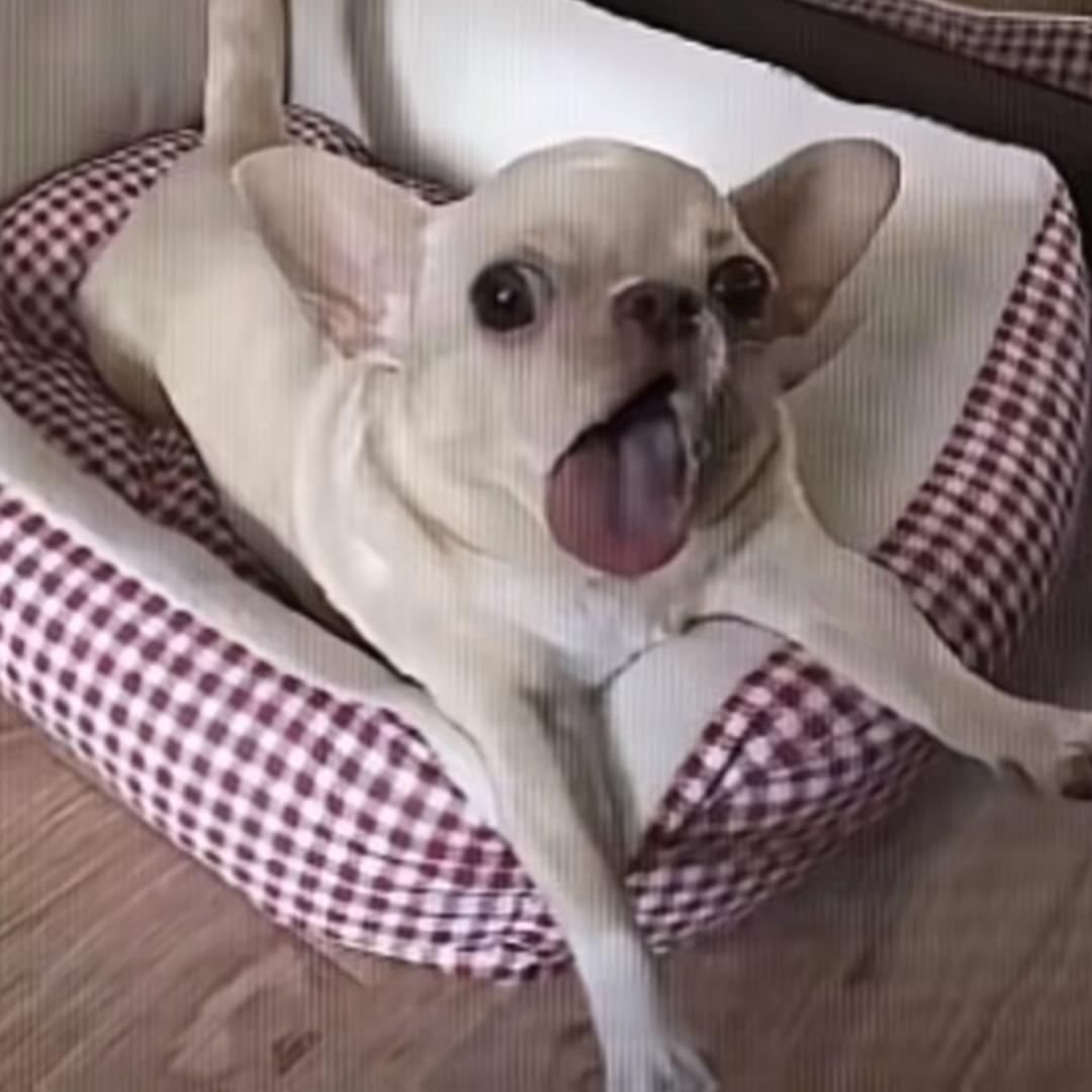 二咪