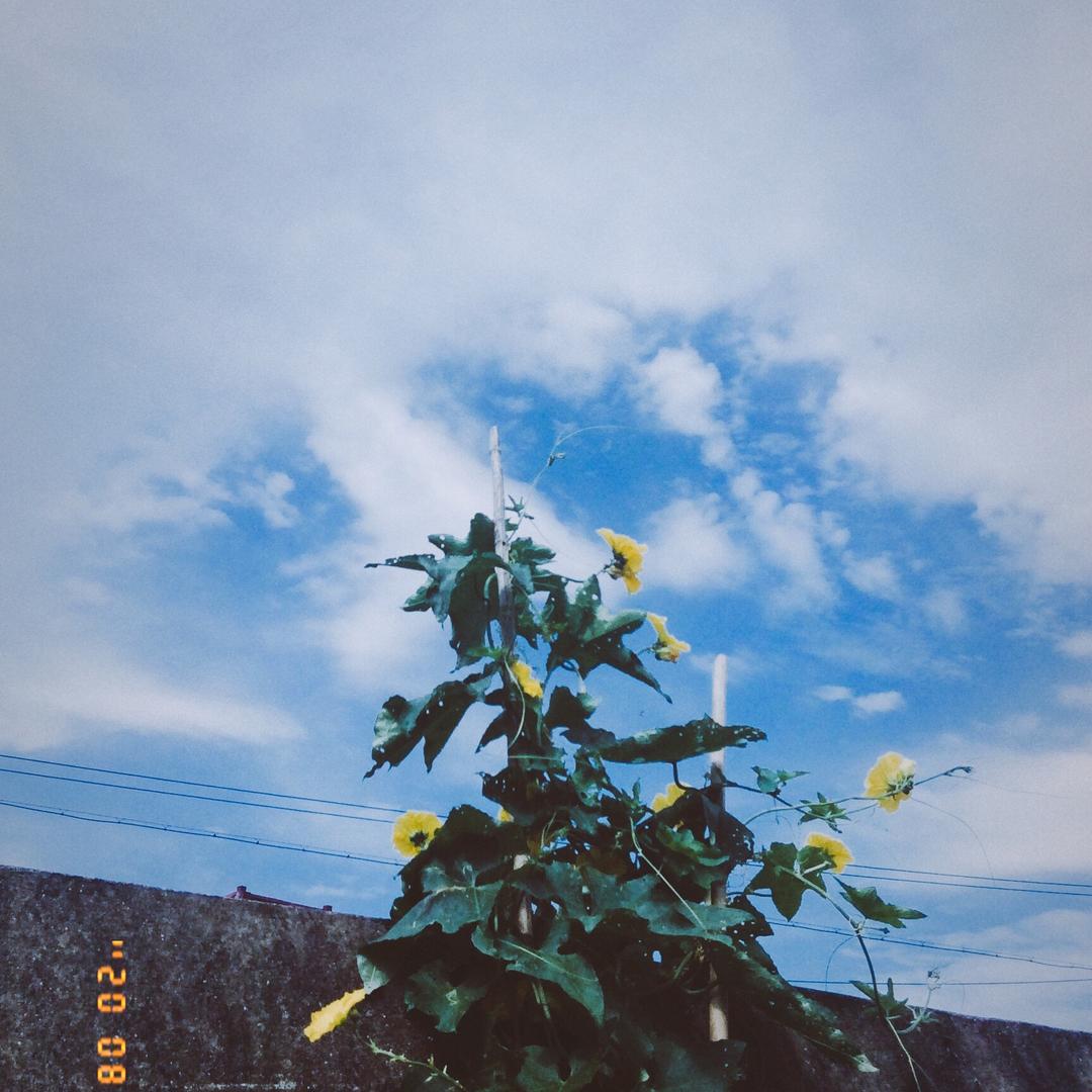 掠念.