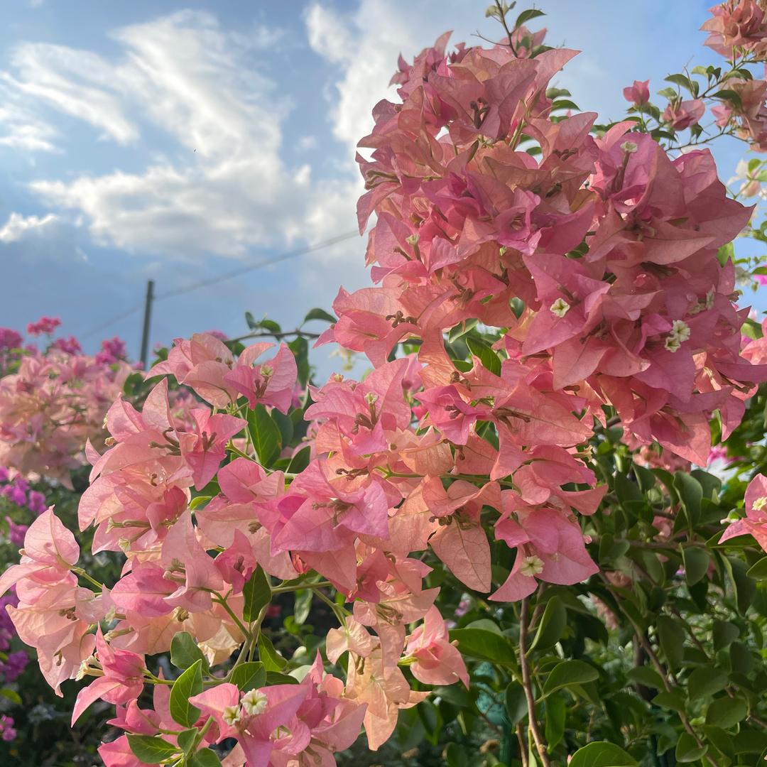 ꧁蜜糖💗不甜꧂