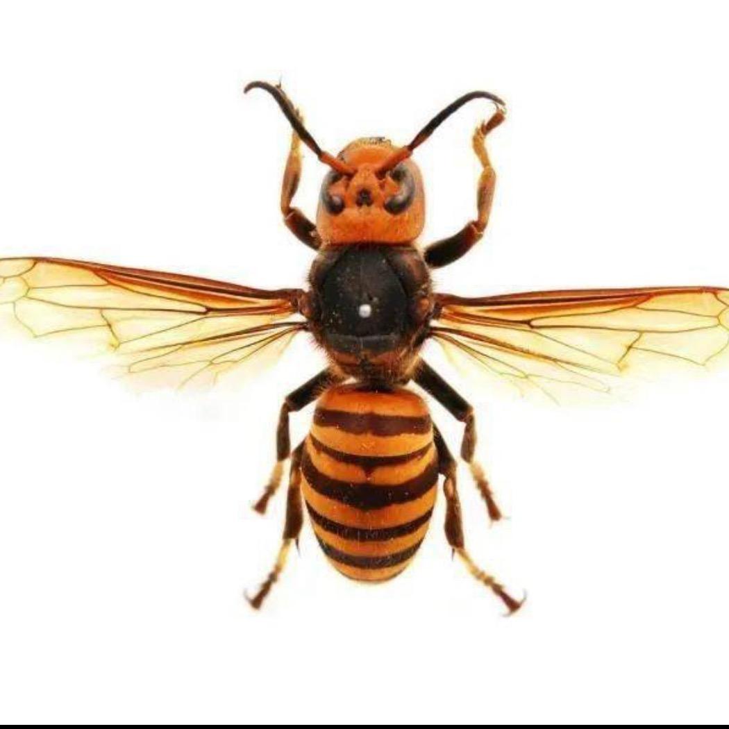 内乡县丁氏胡蜂养殖